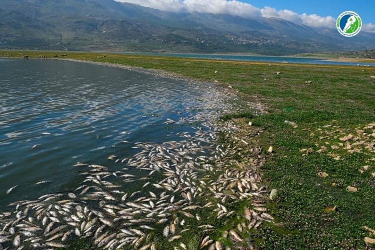 فريق مشترك من كلية الزراعة في اللبنانية ومصلحة الليطاني جمع عينات من بحيرة القرعون