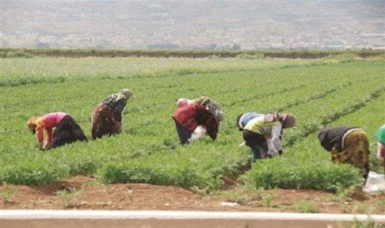 توضيح لنقابة تجمع مزارعي الجنوب: تصدير الموز الى سوريا مستمر