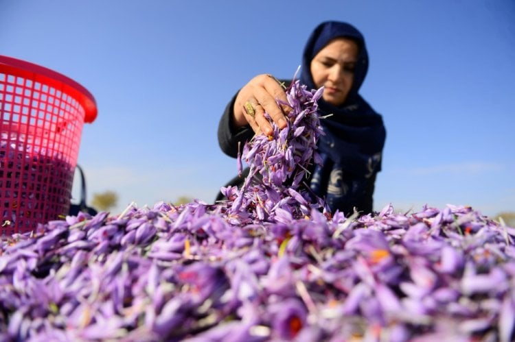سيّدة أعمال أفغانية تواجه طالبان بسلاح الزعفران