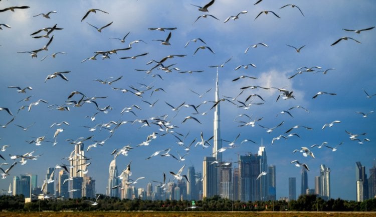 قطاع الطيران يلتقي في دبي بعد جائحة كوفيد وتحت ضغوط بيئية