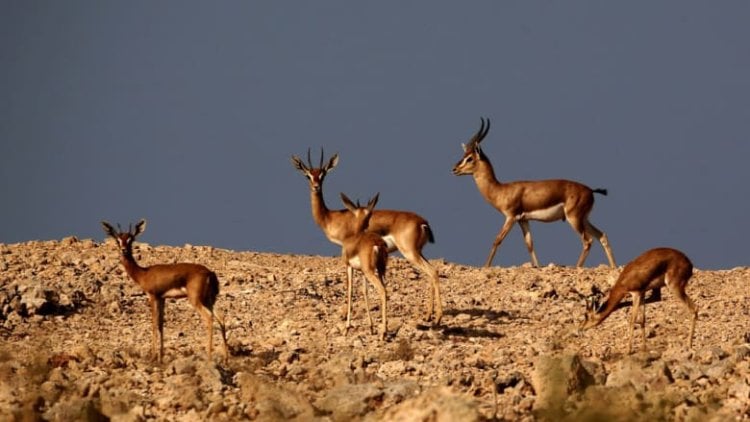 كورونا يُصيب الغزلان في أميركا... قلق كبير من طفرة متحوّرات جديدة
