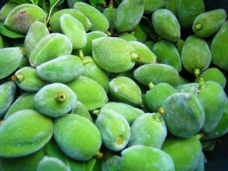 ما هي فوائد اللوز الأخضر؟