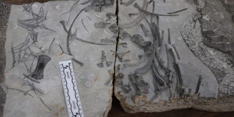 الصين.. اكتشاف حفرية لنوع من الزواحف البحرية يعود تاريخها إلى 250 مليون سنة