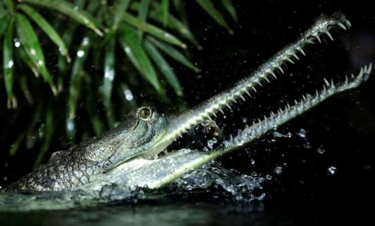 زواحف العالم في خطر