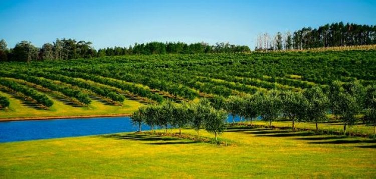 دراسة: التشجير يساهم بتحسين جودة المياه