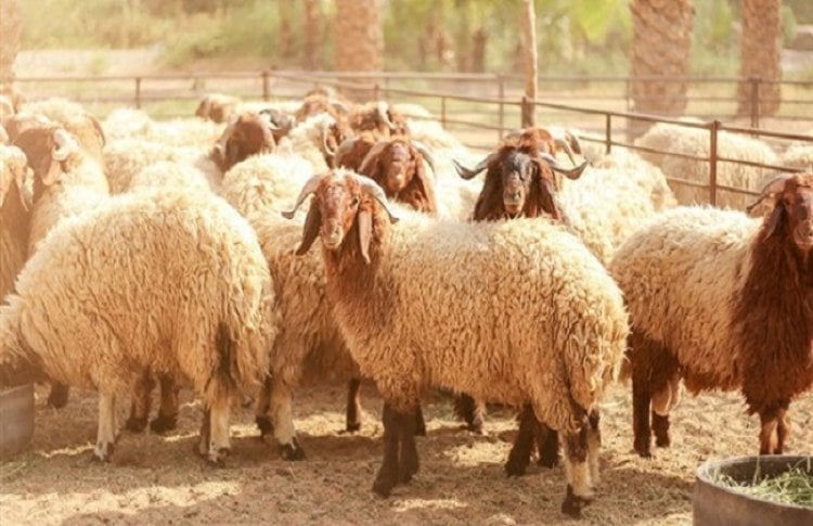 العراق.. قلق من أضاحي العيد بسبب ارتفاع إصابات الحمى النزفية