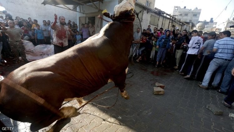 في مصر.. وفاة شاب سقط عليه "عجل الأضحية" من الدور الثاني !